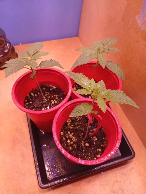 ChocotangieXCelestialGas. Week 2