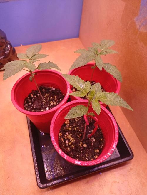 ChocotangieXCelestialGas. Week 2