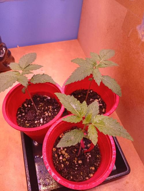 ChocotangieXCelestialGas. Week 2