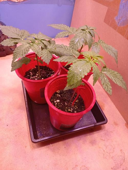 ChocotangieXCelestialGas. Week 2