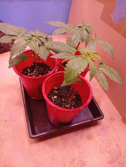 ChocotangieXCelestialGas. Week 2