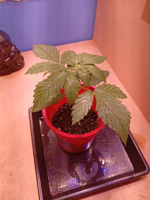 ChocotangieXCelestialGas. Week 2