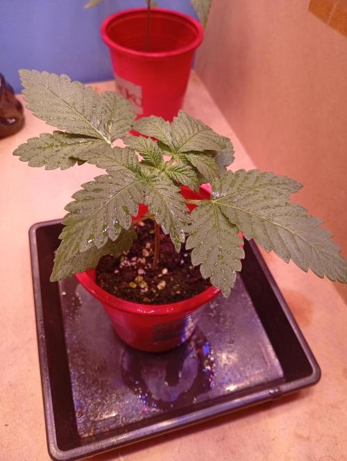 ChocotangieXCelestialGas. Week 2