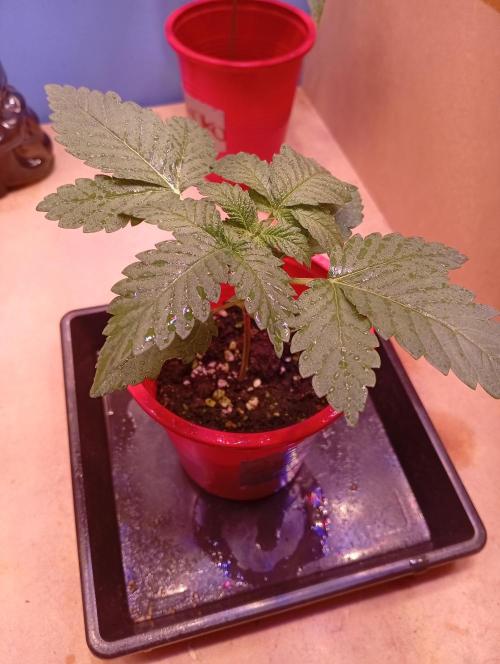 ChocotangieXCelestialGas. Week 2