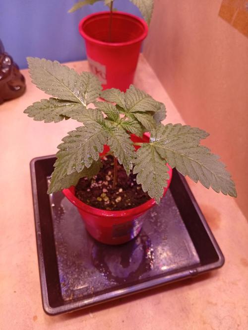 ChocotangieXCelestialGas. Week 2