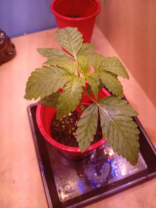 GMOxPakistanxMimosa. Week 2