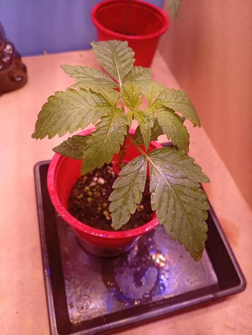 GMOxPakistanxMimosa. Week 2