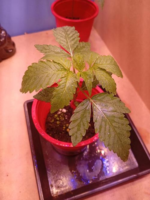 GMOxPakistanxMimosa. Week 2