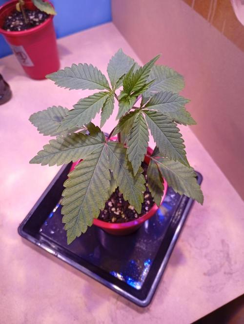 GMOxPakistanxMimosa. Week 3