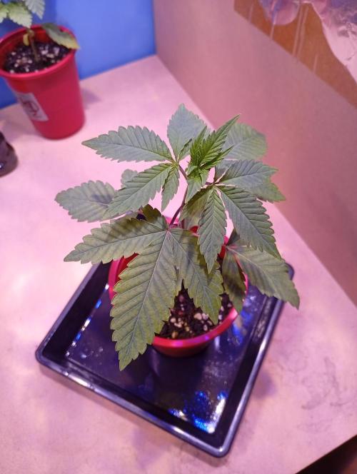 GMOxPakistanxMimosa. Week 3