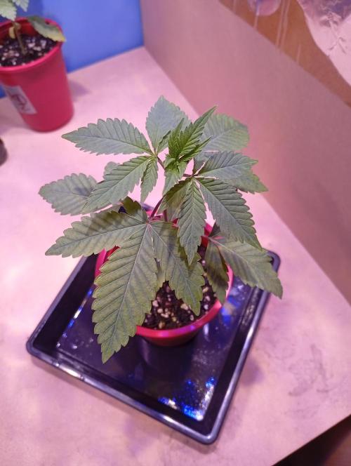 GMOxPakistanxMimosa. Week 3