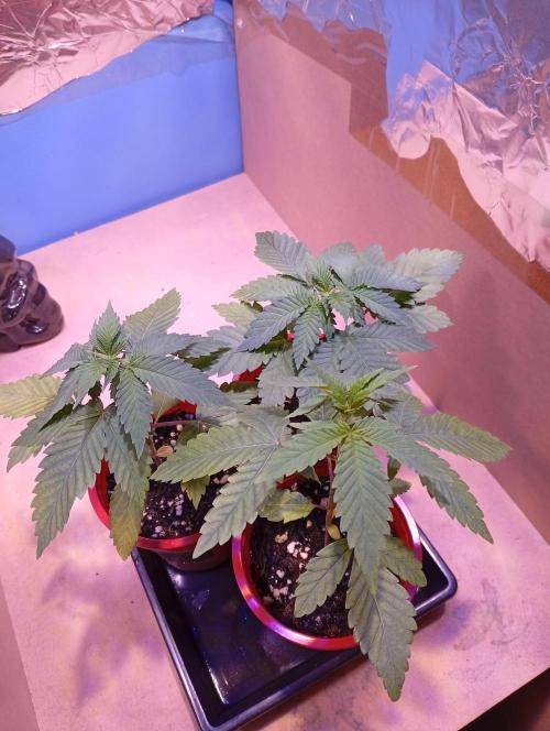 GMOxPakistanxMimosa. Week 3