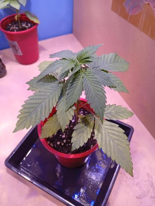 ChocotangieXCelestialGas. Week 3 - Chocotangie 1