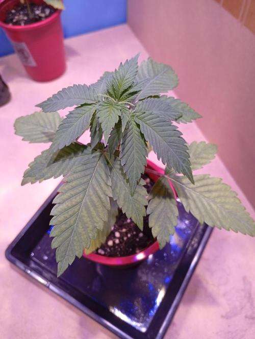 ChocotangieXCelestialGas. Week 3 - Chocotangie 1