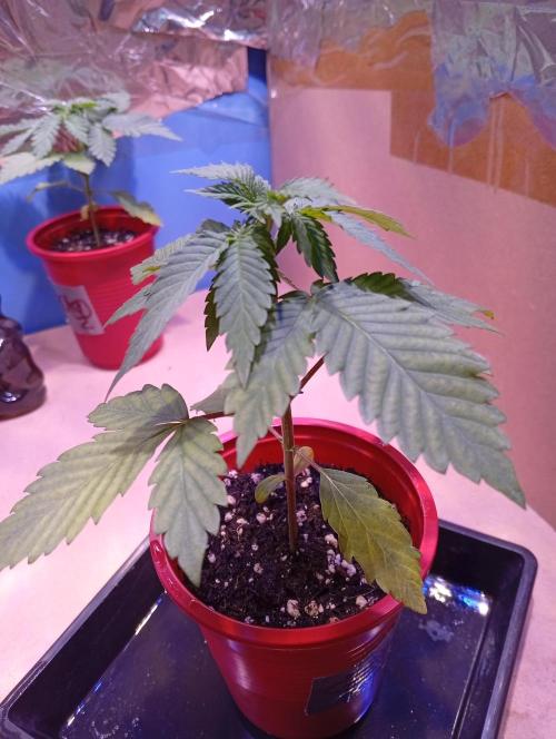 ChocotangieXCelestialGas. Week 3 - Chocotangie 1