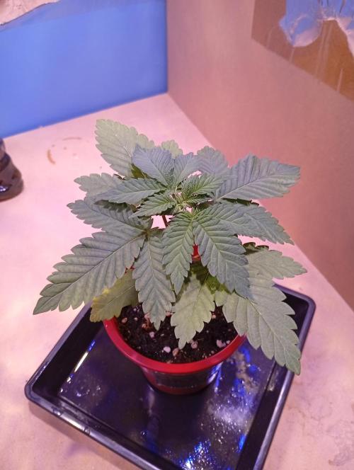 ChocotangieXCelestialGas. Week 3 - Chocotangie 2