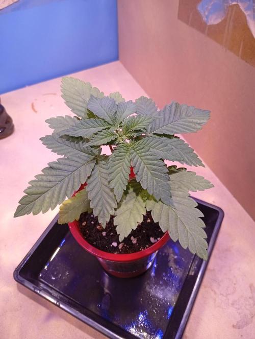 ChocotangieXCelestialGas. Week 3 - Chocotangie 2