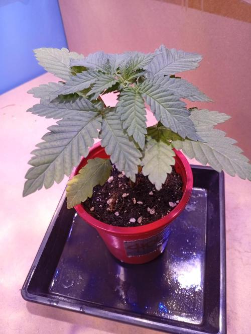 ChocotangieXCelestialGas. Week 3 - Chocotangie 2