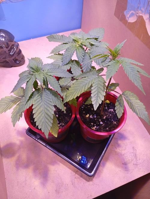 ChocotangieXCelestialGas. Week 3