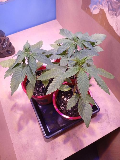 ChocotangieXCelestialGas. Week 3