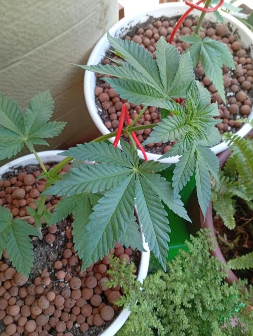 ChocotangieXCelestialGas. Week 4