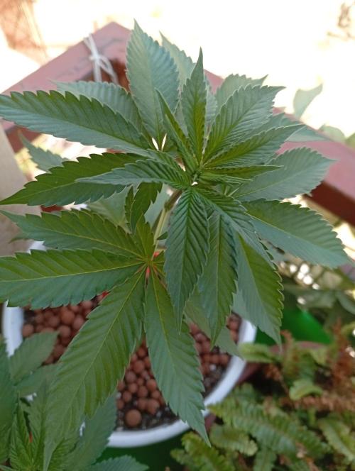 ChocotangieXCelestialGas. Week 4