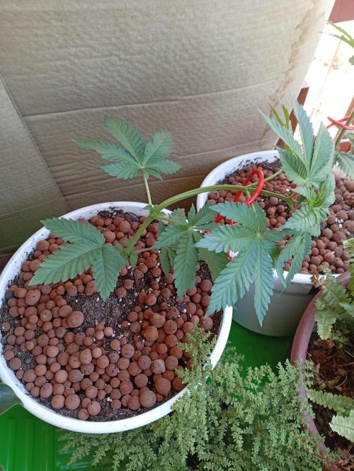 ChocotangieXCelestialGas. Week 4