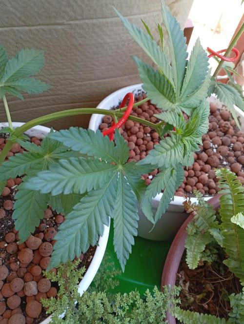 ChocotangieXCelestialGas. Week 4