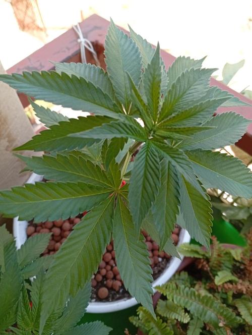 ChocotangieXCelestialGas. Week 4