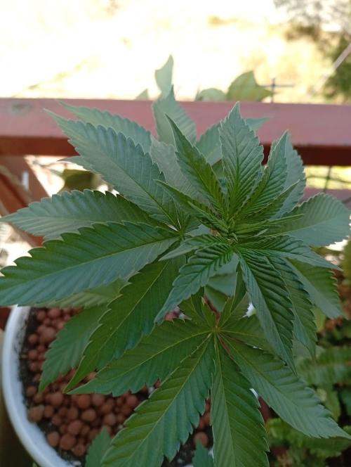 ChocotangieXCelestialGas. Week 4