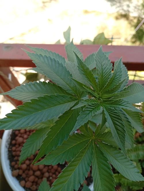 ChocotangieXCelestialGas. Week 4