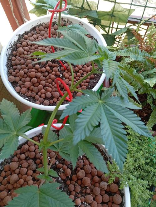 ChocotangieXCelestialGas. Week 4