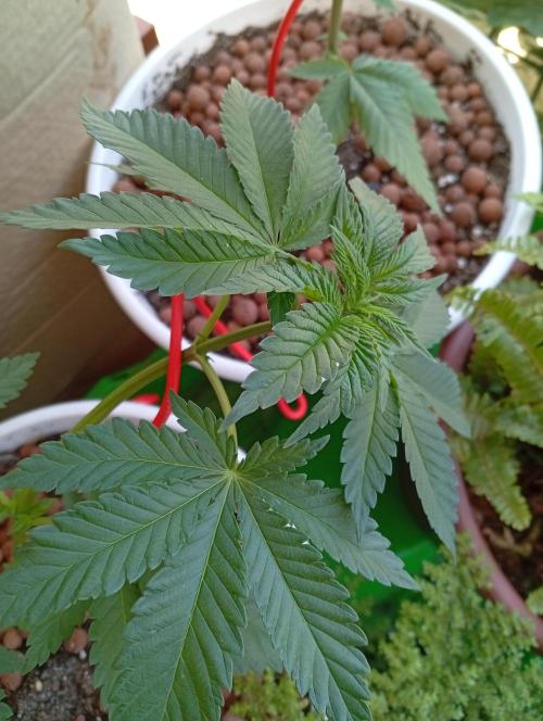 ChocotangieXCelestialGas. Week 4