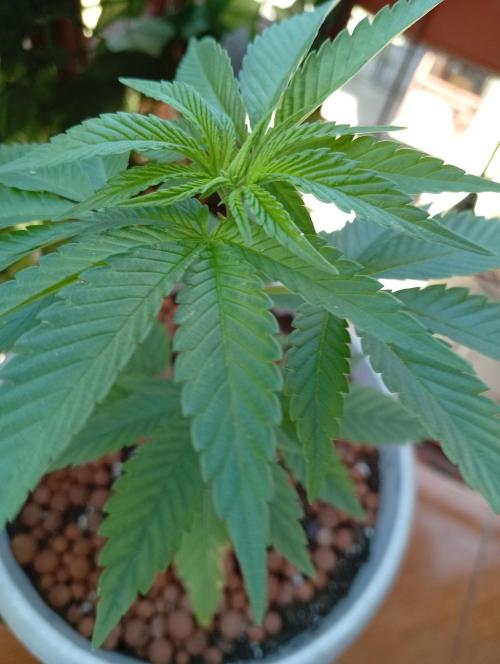 GMOxPakistanxMimosa. Week 4