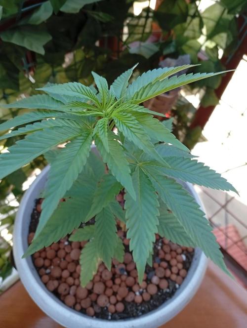 GMOxPakistanxMimosa. Week 4