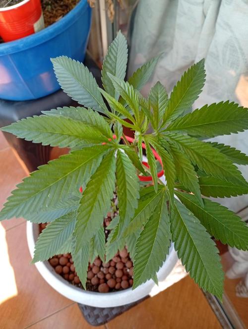 GMOxPakistanxMimosa. Week 5