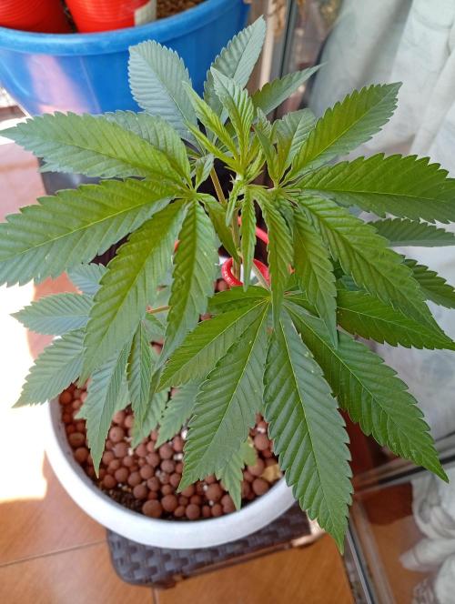 GMOxPakistanxMimosa. Week 5