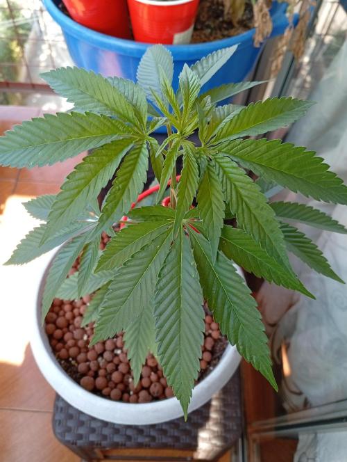 GMOxPakistanxMimosa. Week 5