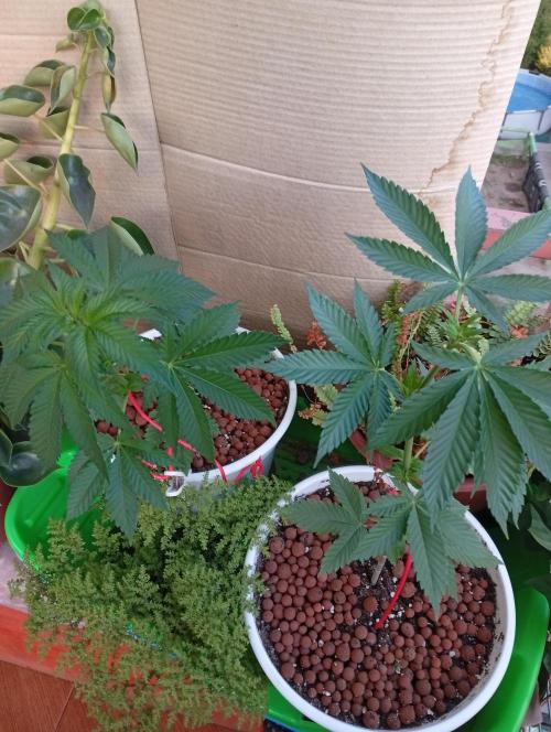 ChocotangieXCelestialGas. Week 5