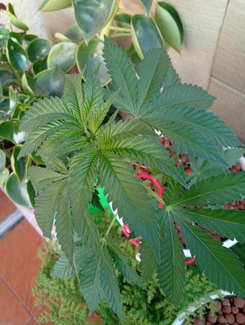 ChocotangieXCelestialGas. Week 5