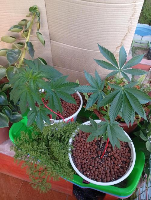 ChocotangieXCelestialGas. Week 5