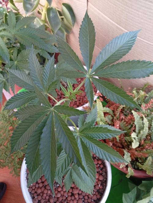 ChocotangieXCelestialGas. Week 5