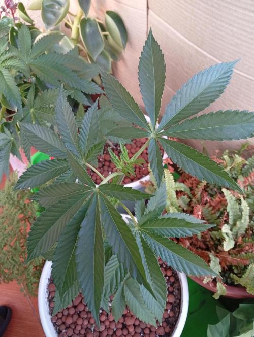 ChocotangieXCelestialGas. Week 5