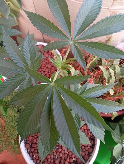 ChocotangieXCelestialGas. Week 5