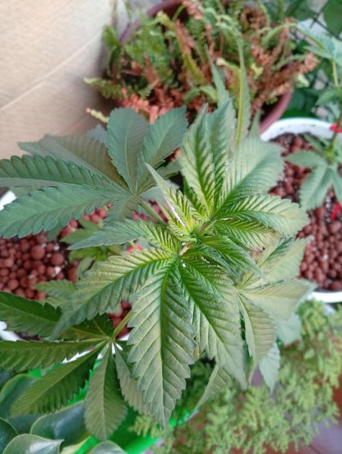 ChocotangieXCelestialGas. Week 5