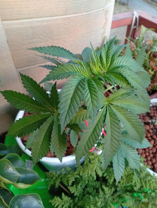 ChocotangieXCelestialGas. Week 5