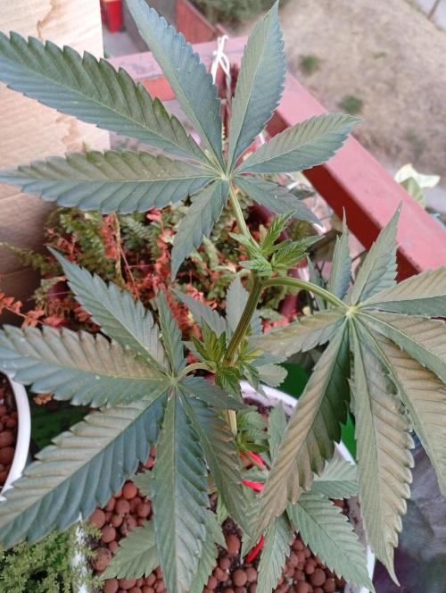 ChocotangieXCelestialGas. Week 5