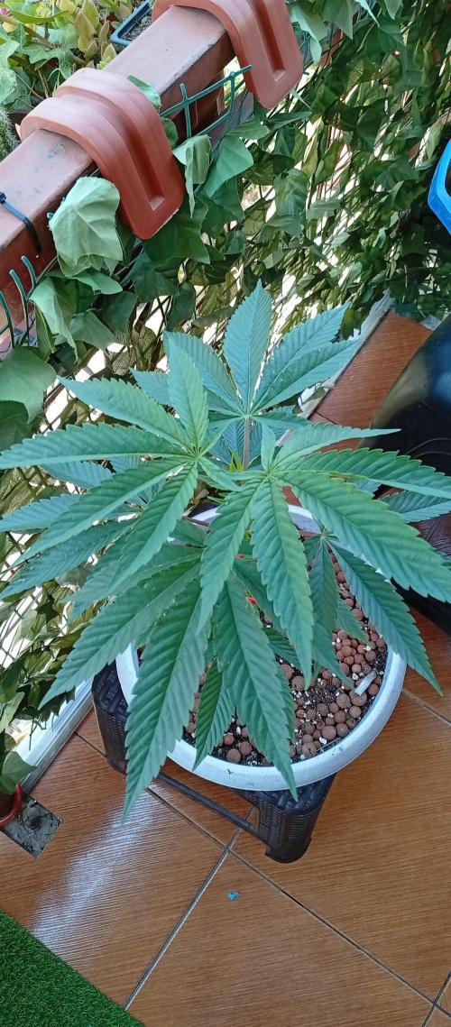 GMOxPakistanxMimosa. Week 6