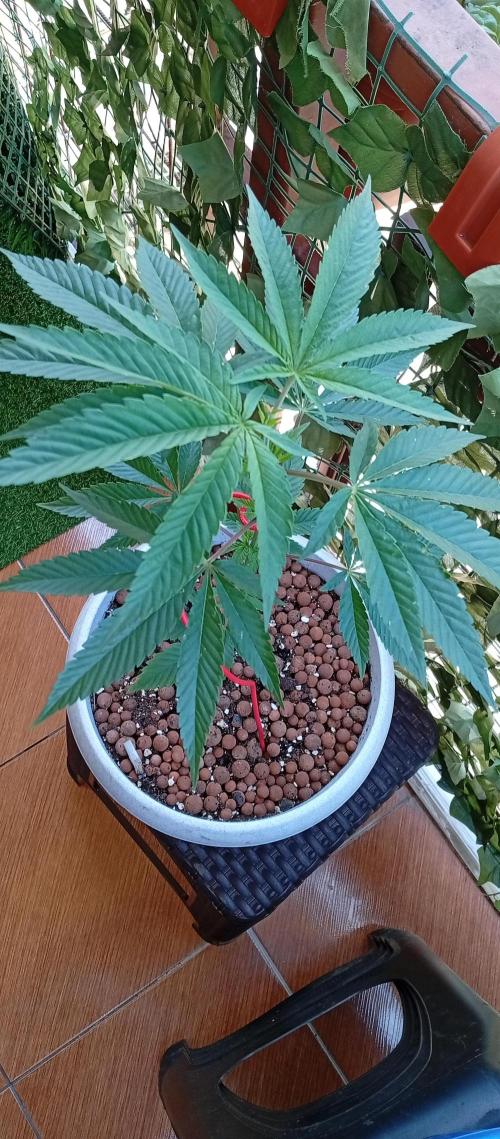 GMOxPakistanxMimosa. Week 6