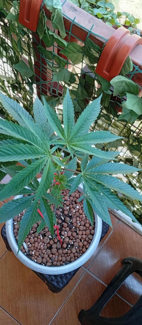 GMOxPakistanxMimosa. Week 6